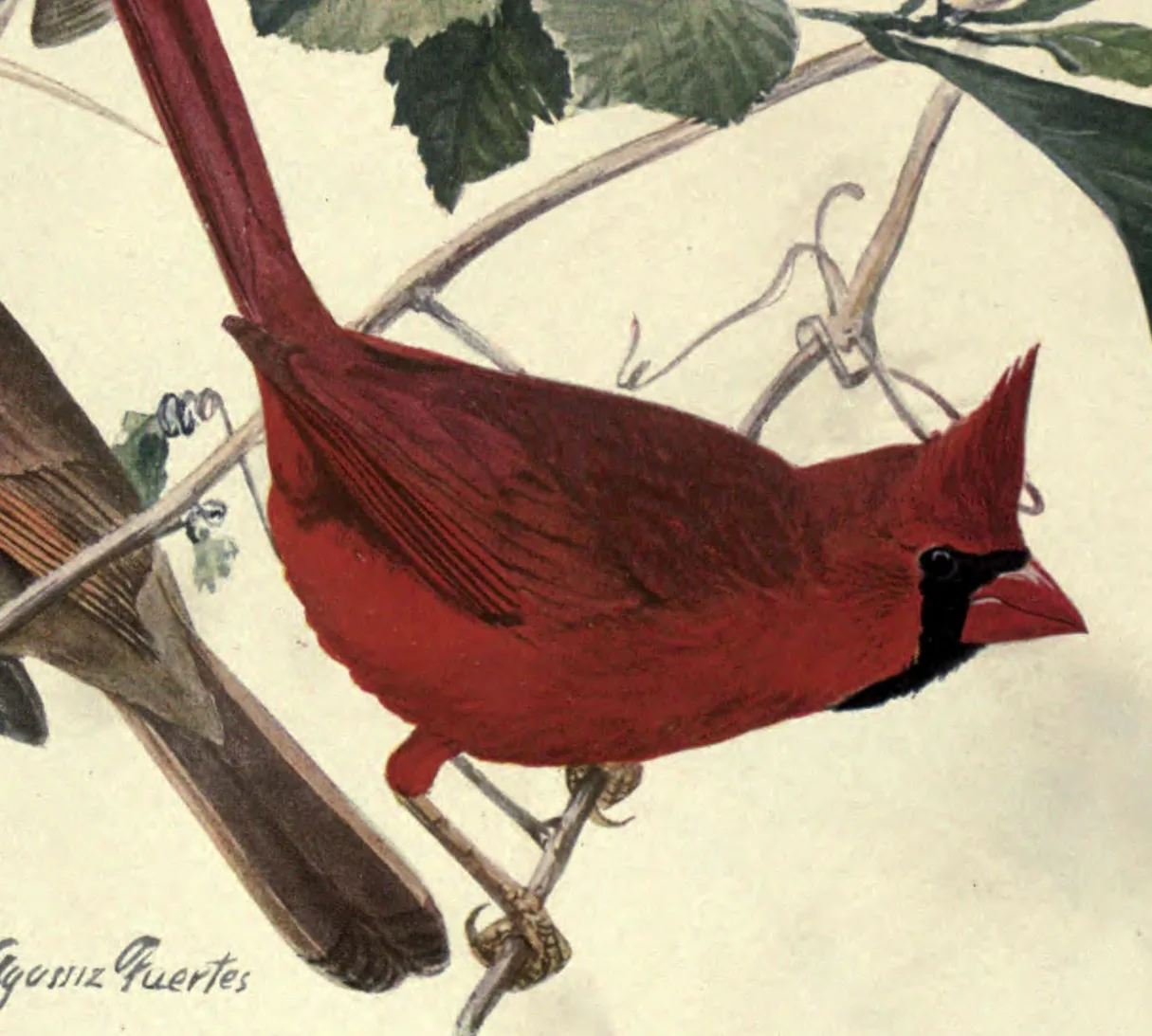 Cardinal: a male Cardinal on a vine. Louis Agassiz Fuertes, Birds of New York, plate 85.