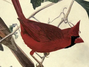 Cardinal, from Fuertes' plate 85