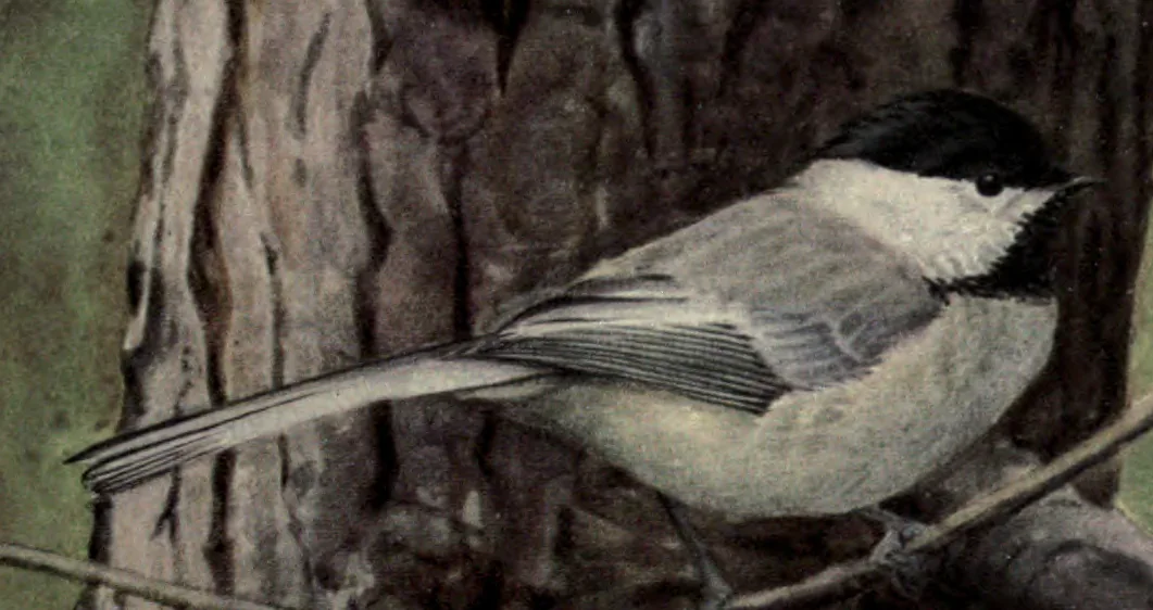 Chickadee: a Chickadee on a branch before a pine trunk. Louis Agassiz Fuertes, Birds of New York, plate 103.