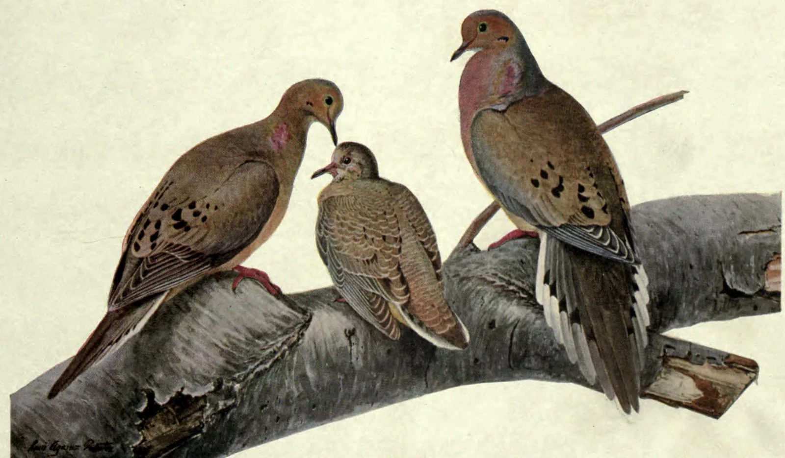 Mourning Dove: Mourning Doves on a birch limb: a female, a young bird and a male. Louis Agassiz Fuertes, Birds of New York, plate 42.