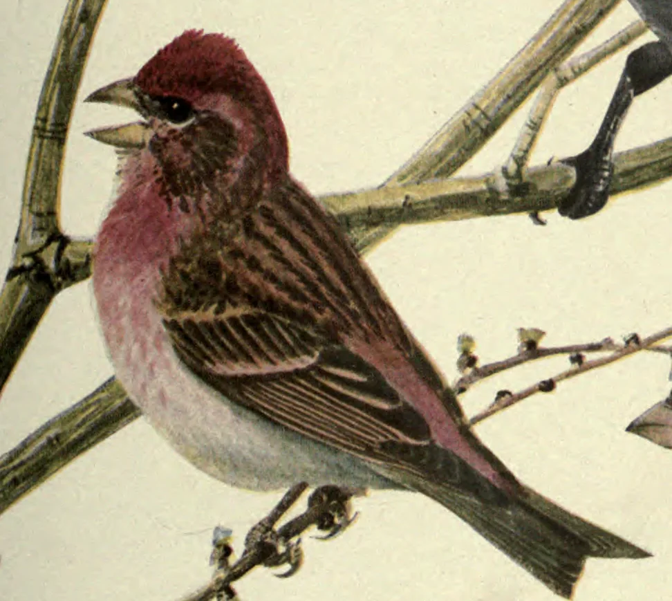 Purple Finch: a male Purple Finch. Louis Agassiz Fuertes, Birds of New York, plate 76.