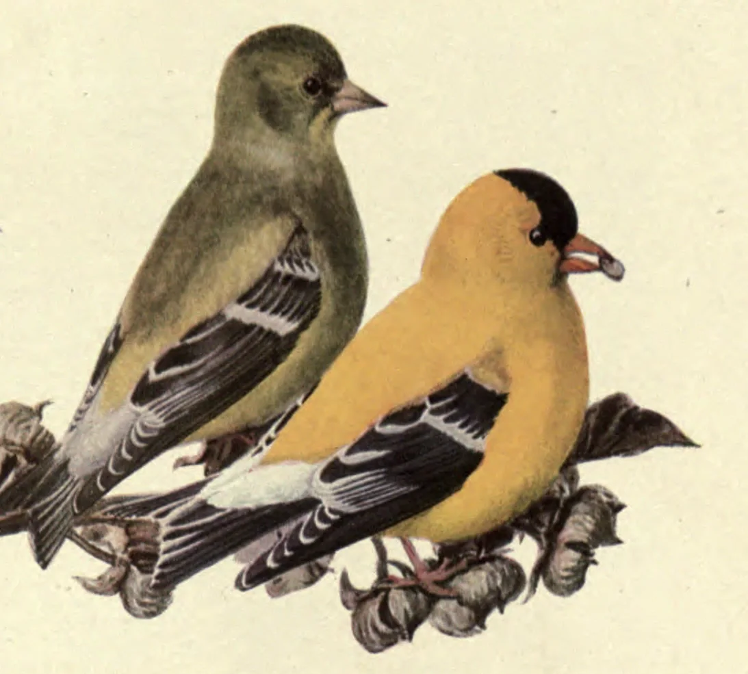 Goldfinch: a female and a male Goldfinch in summer. Louis Agassiz Fuertes, Birds of New York, plate 79.