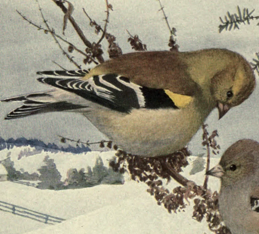 Fuertes' male Goldfinch in winter plumage on a weed stalk before a snowy farm, the female's head at the edge. Birds of New York, plate 78.