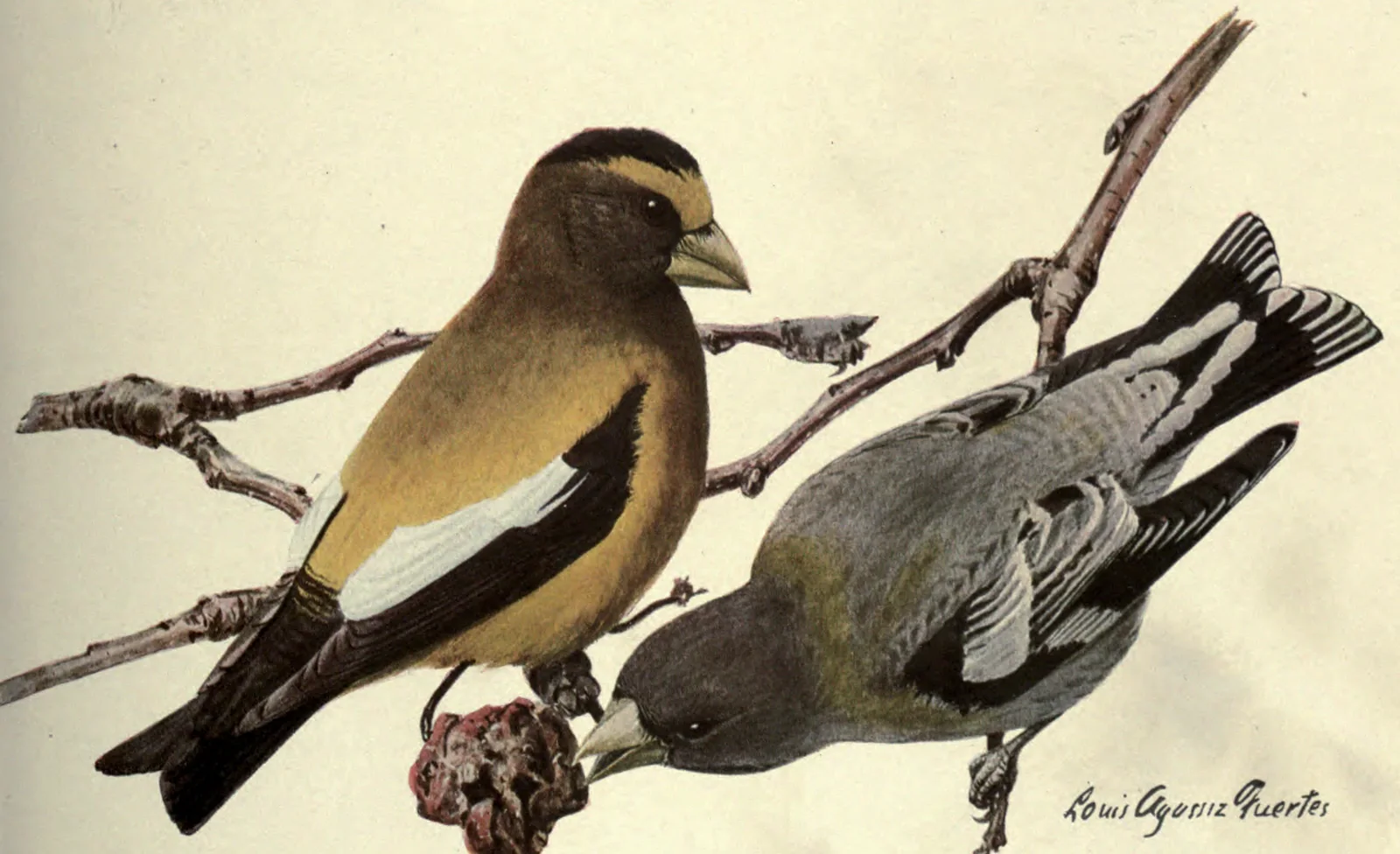 Evening Grosbeak: a male and a female Evening Grosbeak. Louis Agassiz Fuertes, Birds of New York, plate 79.