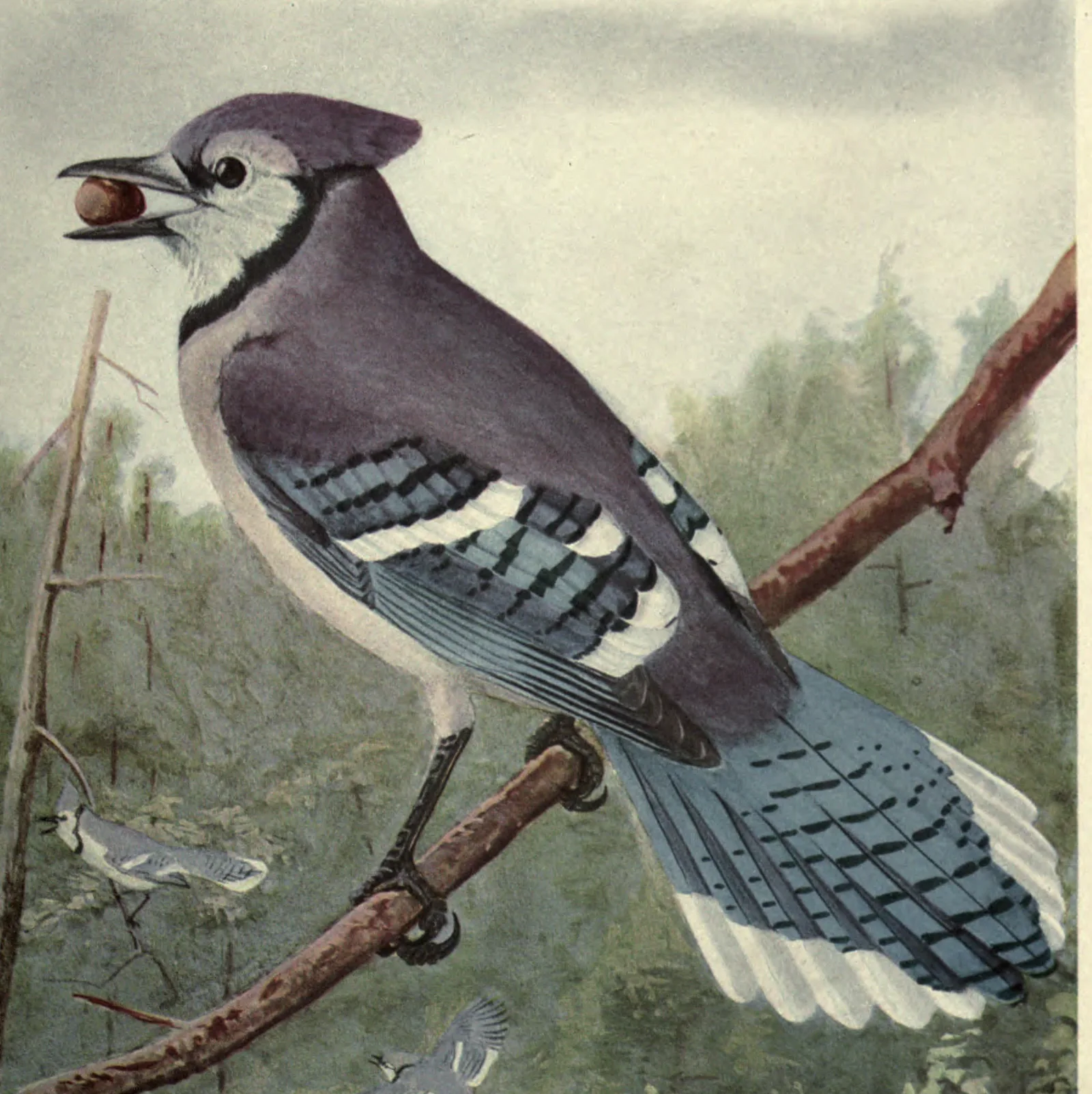 Blue Jay: a Blue Jay with an acorn, and two in flight below. Louis Agassiz Fuertes, Birds of New York, plate 70.