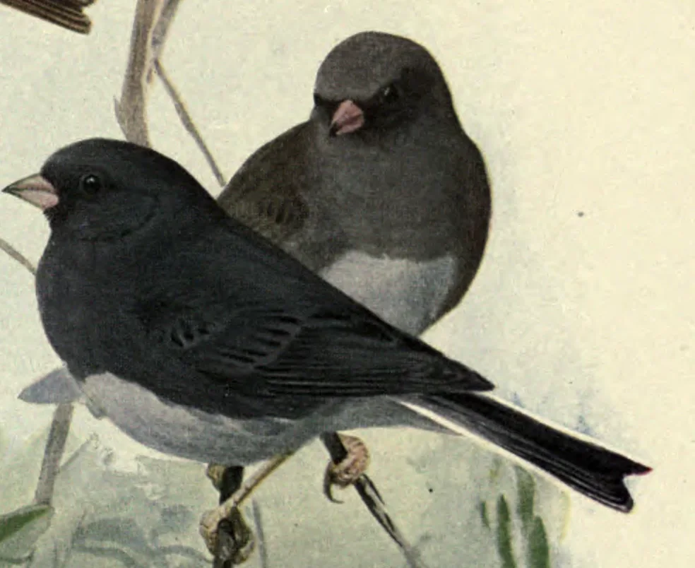 Slate-colored Junco: a male and a female Slate-colored Junco. Louis Agassiz Fuertes, Birds of New York, plate 82.