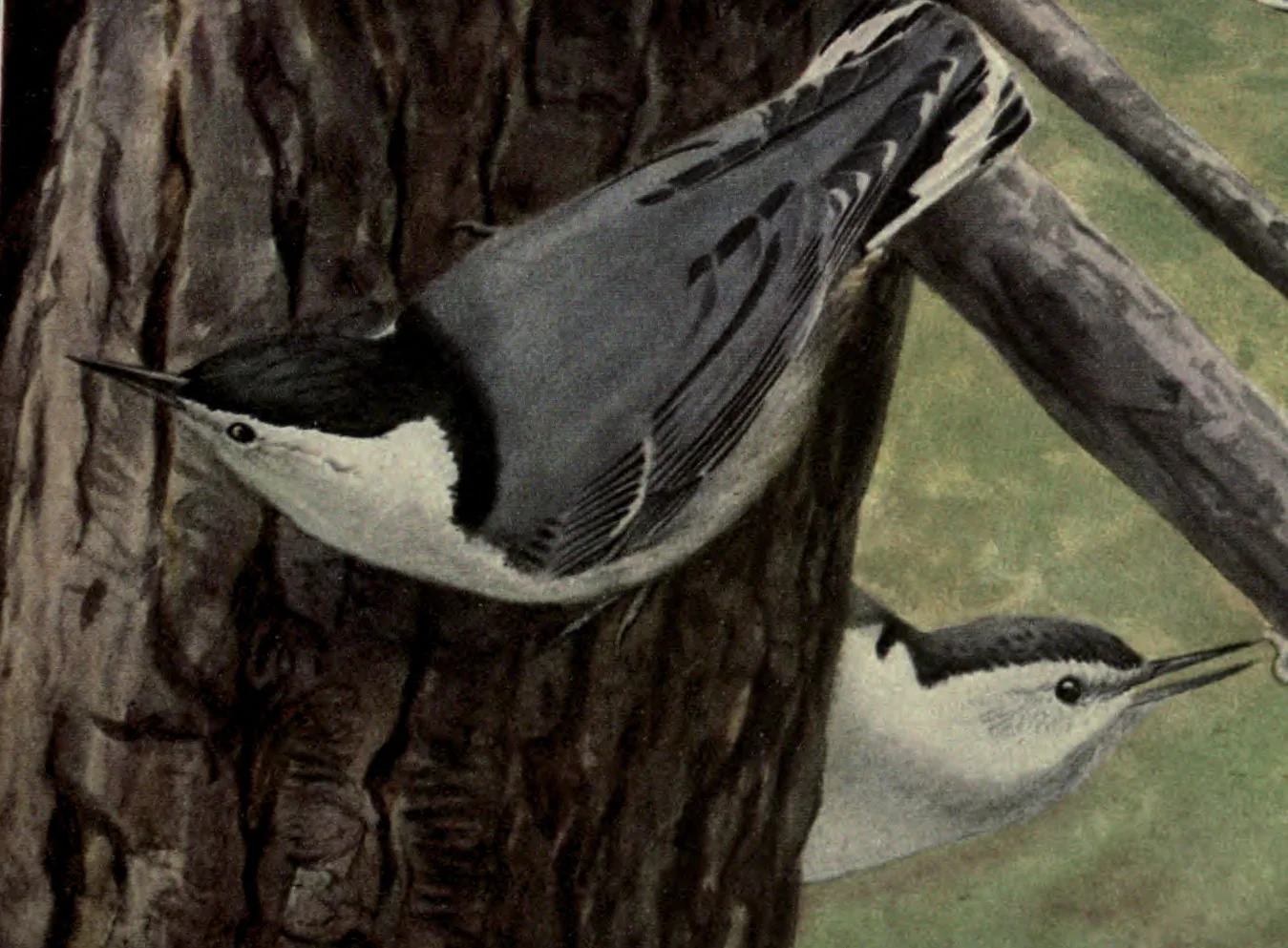 White-breasted Nuthatch: a male White-breasted Nuthatch head down on a trunk, the female below. Louis Agassiz Fuertes, Birds of New York, plate 103.