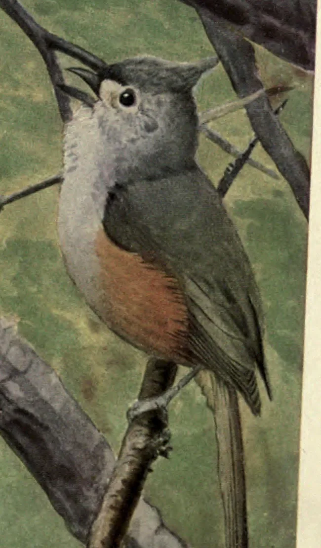 Tufted Titmouse: a Tufted Titmouse on a branch. Louis Agassiz Fuertes, Birds of New York, plate 103.