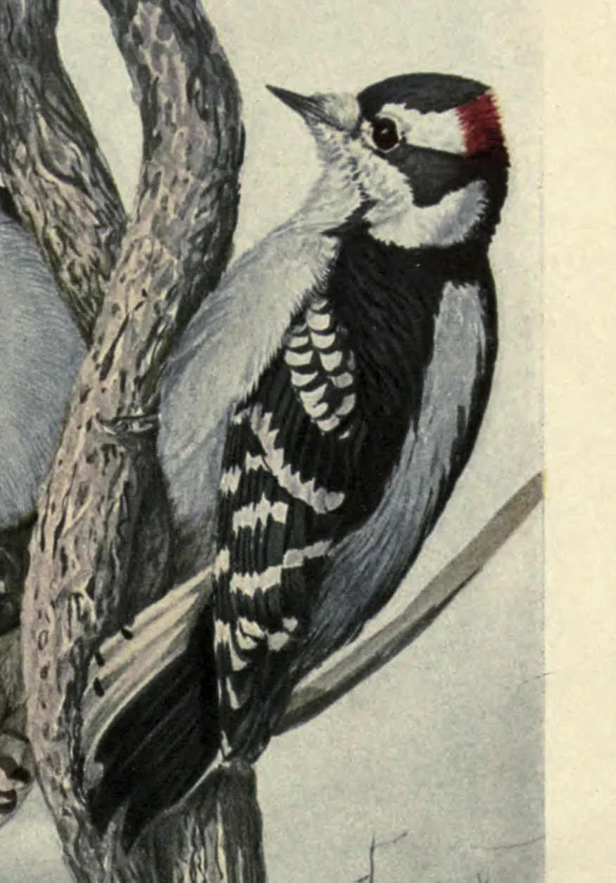 Downy Woodpecker: a male Downy Woodpecker on a trunk. Louis Agassiz Fuertes, Birds of New York, plate 59.